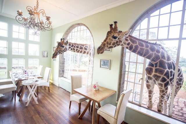 Read more about the article The Giraffe Manor opens up