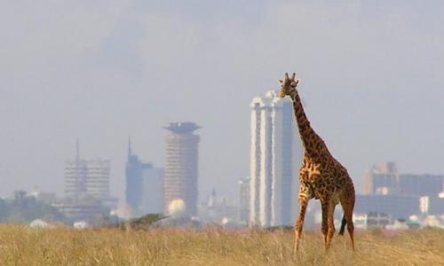 Read more about the article How well are you acquitted with the new KWS Park Rules?