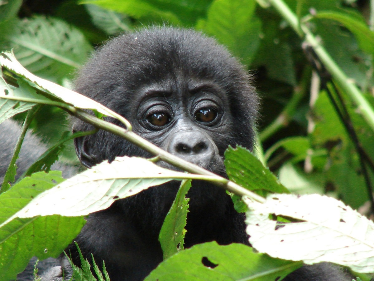 Read more about the article Uganda increases Gorilla Permit fee  to $700