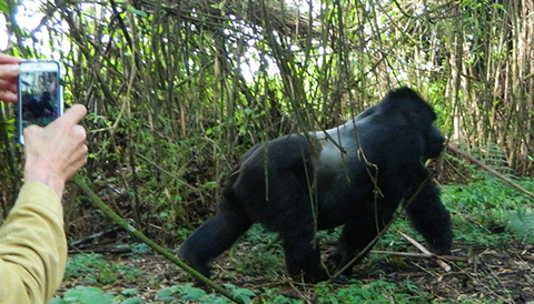 Read more about the article Rwanda Re-opens Wildlife Parks