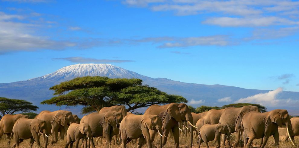 Read more about the article Kenya starts its first national wildlife census