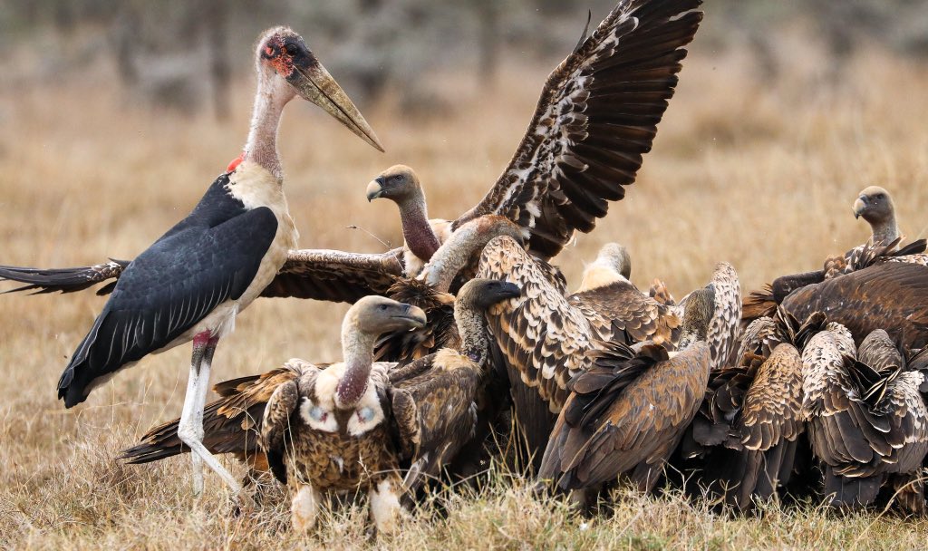 Read more about the article Kenya: Ministry Commemorates International Vultures Awareness Day