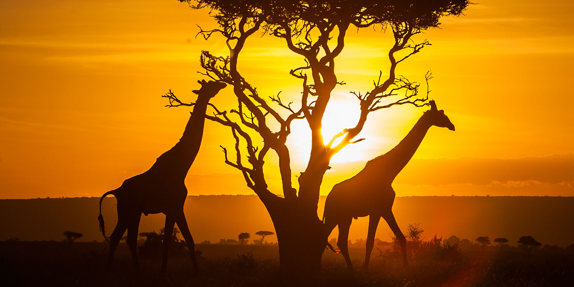 Read more about the article Kenya is Africa’s leading tourist destination