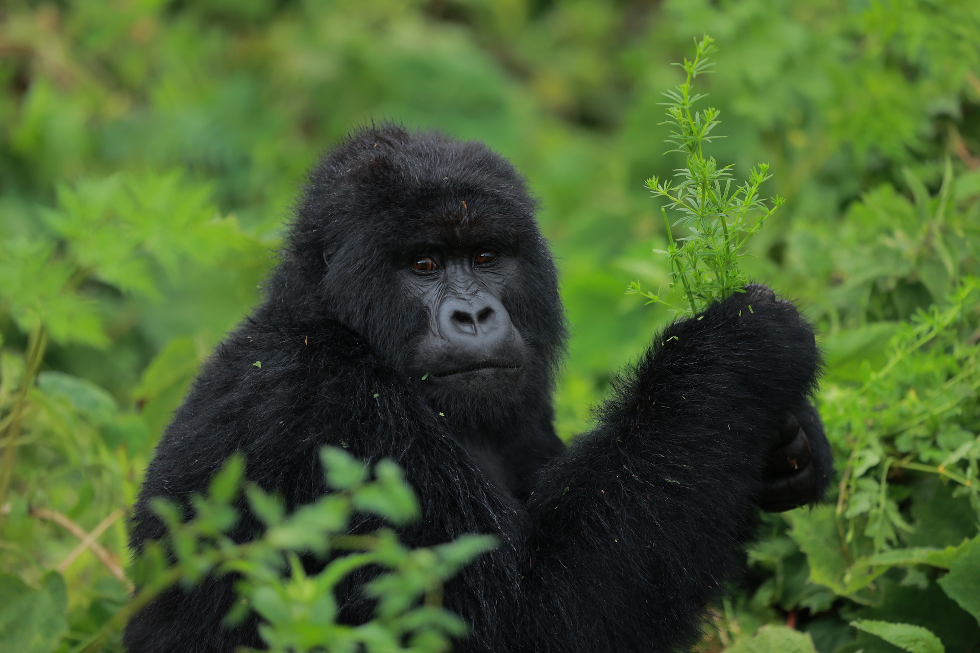 Read more about the article 23 baby gorillas to be named at 19th Kwita Izina