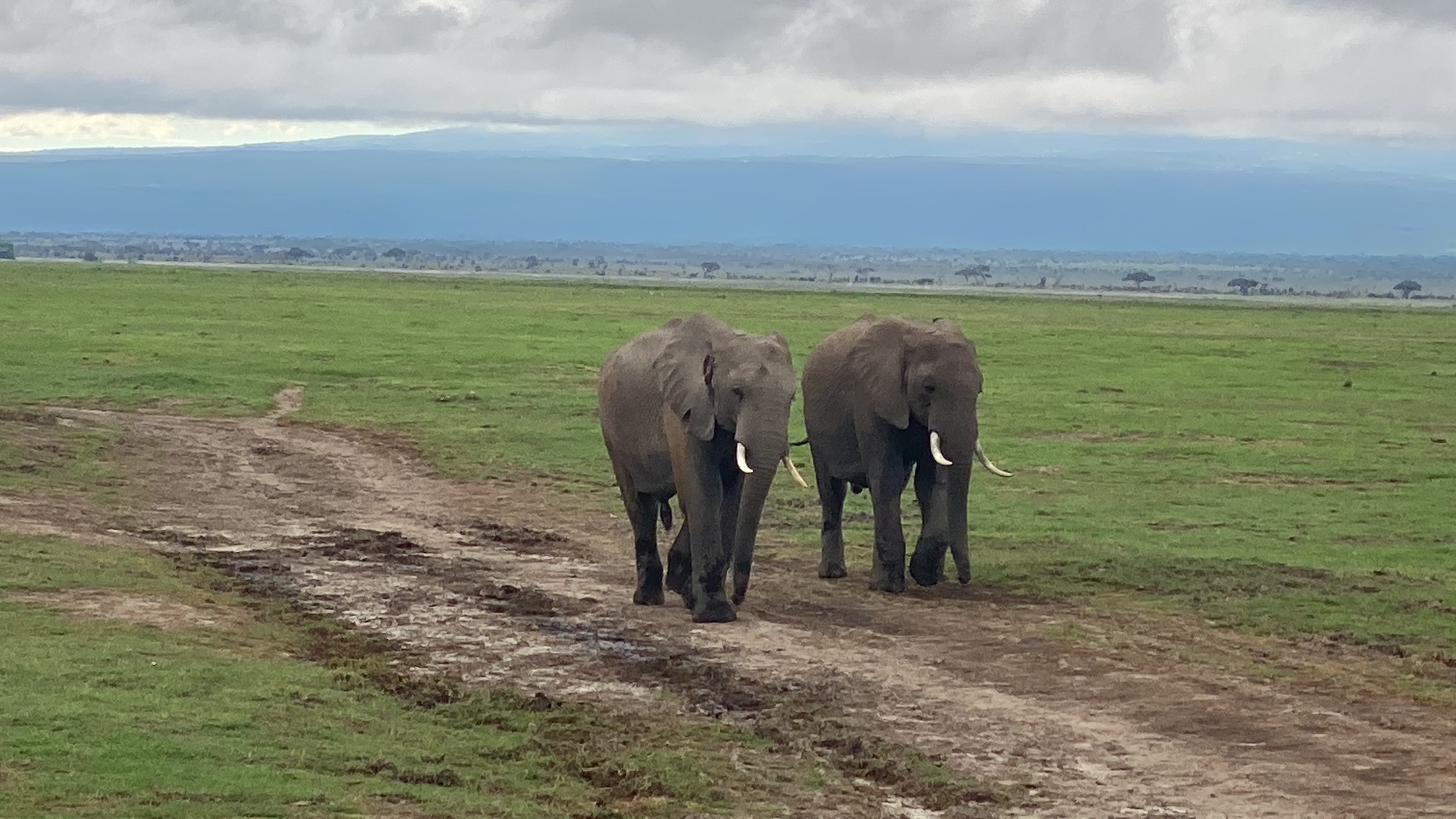 Read more about the article Explore Kenya’s Amboseli National Park